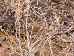 Calendulauda africanoides harei