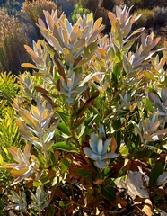 Protea compacta