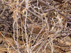 Calendulauda africanoides harei