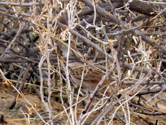 Calendulauda africanoides harei