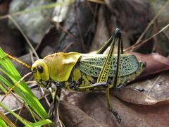 Taeniopoda tamaulipensis