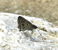 Sovia albipectus