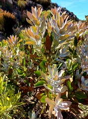 Protea compacta