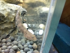 Rhinogobius similis