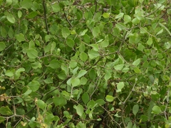 Lycium boerhaviifolium
