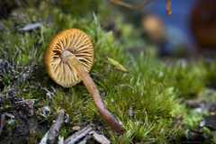 Galerina badipes
