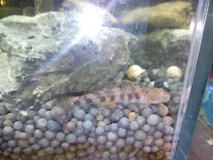 Rhinogobius similis