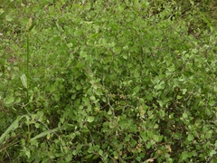 Lycium boerhaviifolium