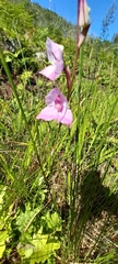 Disa racemosa
