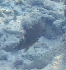 Cheilinus chlorourus