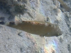 Cheilinus chlorourus