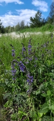 Salvia dumetorum