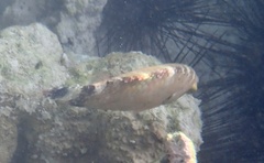 Cheilinus chlorourus