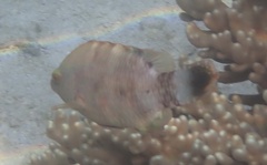 Cheilinus chlorourus