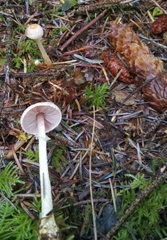 Agaricus diminutivus