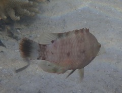 Cheilinus chlorourus