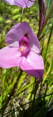 Disa racemosa