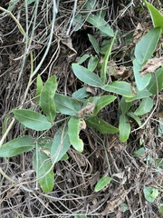 Tetrastigma formosanum