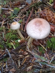 Agaricus diminutivus