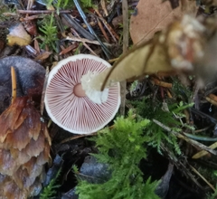 Agaricus diminutivus