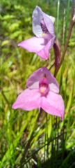 Disa racemosa