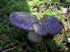 Cortinarius salor