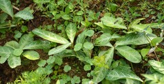 Breynia spatulifolia