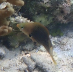 Halichoeres podostigma