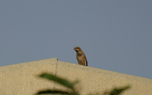 House Sparrow