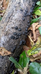 Annulohypoxylon truncatum