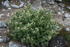 Alternanthera echinocephala