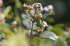 Ichnocarpus frutescens