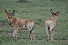 Alcelaphus buselaphus cokii