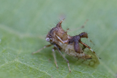 Cyphonia clavigera