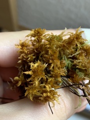 Sphagnum inundatum