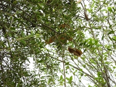 Aspidosperma quebracho-blanco