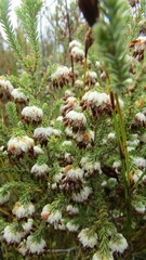Erica cumuliflora
