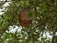Aspidosperma quebracho-blanco