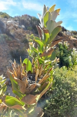 Protea compacta