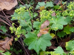 Alchemilla