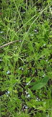 Myosotis sparsiflora