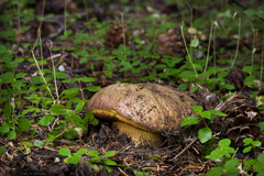 Rubroboletus haematinus