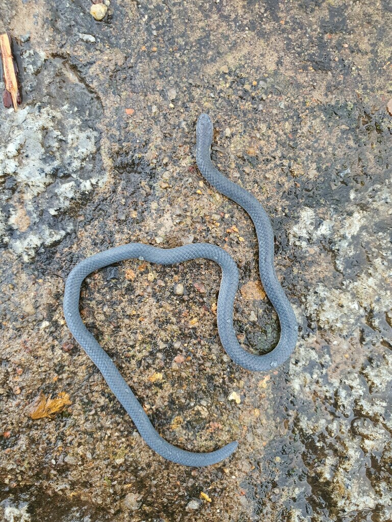 Dalat Dwarf Snake