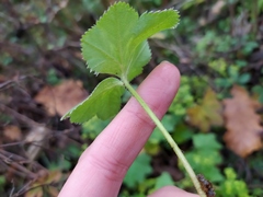 Alchemilla