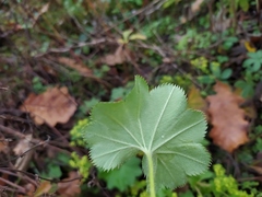 Alchemilla