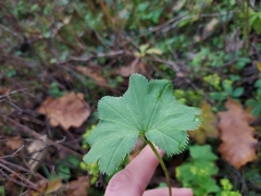 Alchemilla