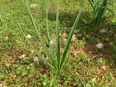 Asphodelus ramosus