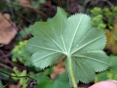 Alchemilla