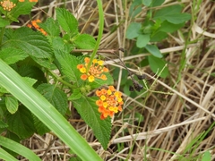 Lantana horrida