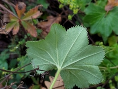 Alchemilla